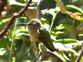 Broad-tailed Hummingbird