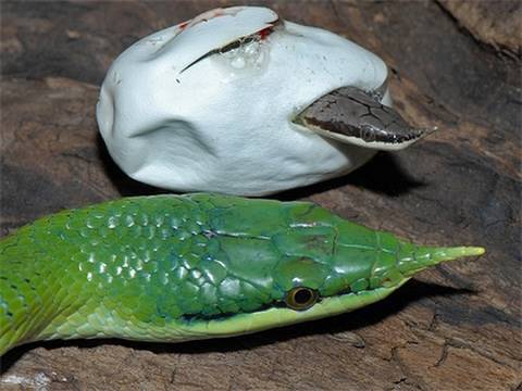 YouTube reptile video