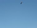 BALD EAGLE GARRISON DAM