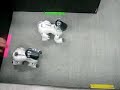 Aibo Telepathy