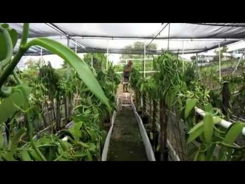 how to harvest vanilla beans