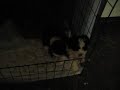 havanais puppies