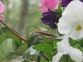 Anole Alley, S2-E25 Attack of The Worms. Anole Alley, S2-E25 Attack of The Worms.