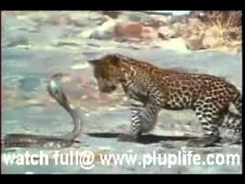 Leopard Cub Vs King Cobra