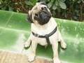 Atx . 2 . Carlino/ Pug