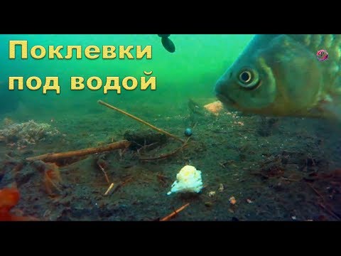 видео рыбалка на удочку с поплавком на озере видео рыбалка на удочку с поплавком на озере