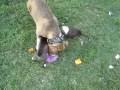 13 1/2 mth daddy teaching his pups 8 1/2 weeks how to attack a purple people eater....
