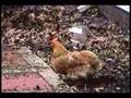 Vlog 2: The Chicken