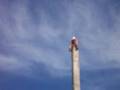 BC Logging Sports Drunk Man Climbs 80 Foot Tree