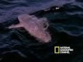 Freaks of Nature: Giant Bizarre Fish