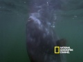 Freaks of Nature: Giant Bizarre Fish