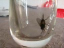 Flys drink party