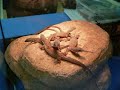 Doncaster Reptile Show Pictures
