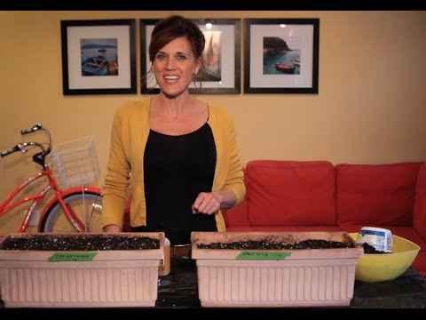 how to replant carrots
