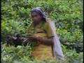 Tea Pickers, Sri Lanka