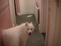 laughing baby First Steps