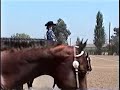 Absolutely Watch Me - AQHA gelding for sale