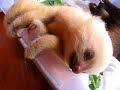 baby-sloth-in-panama.html
