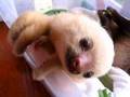 Baby sloths in Costa Rica