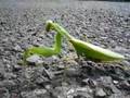 mantis 20081015