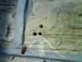 BEE.3gp