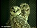Burrowing Owls