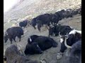 Doksa 2 FIRST CAMP IN ZANSKAR VALLEY (DARCHA-PADUM) TREKKING CLIP BY TOP SINGH BODH.
