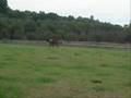 Gelanor Training Part 6 - retraining exrace horse