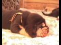 Bloodhound puppies - 2