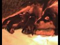 Bloodhound puppies - 2