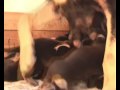 Bloodhound puppies - 2