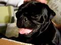 pug puppies