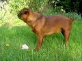 Cliquez pour voir la vid�o