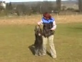 Sendy - DogDancing a Poslu?nost �nor08