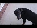 Coondogs Test Video