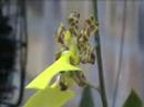 flower minute 84