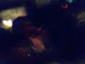 rima pa el pollito y la vak
