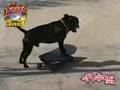 Skate Punk