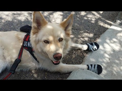 video-linktoworks-How To Make Your Dog a Service Dog