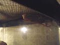 Praying Mantis Laying Egg Sack
