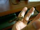 Red Thick-Tail Scorpion Handling