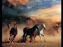 horses