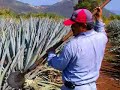 jimadores in santa teresa tequila jalisco