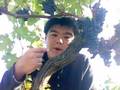 Taste Grapes Before Harvest - Checks Maturity of Merlot
