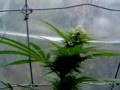 My marijuana plants 3 weeks in 2 bud