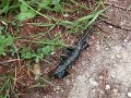 Salamandra atra