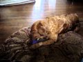 Cheyenne and Benji playing with the Premier Football! 04 2010 003.mpg