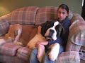 Effort Girl Prepares Saint Bernard for Westminster Dog Show