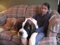 Effort Girl Prepares Saint Bernard for Westminster