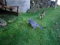 Cats vs. Chipmunk